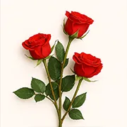 Roses-Desk-09April