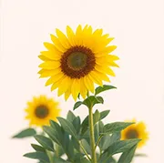 sunflower-Desk-09April