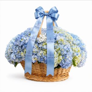 Hydrangea blue 35to40 pcs inside the basket